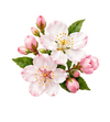 Blossom