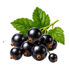 Cassis