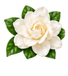 Gardenia