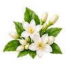 Jasmine