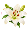 Lily