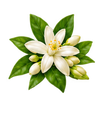 Neroli