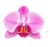 Orchid