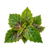 Patchouli
