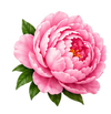 Peony