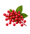 Pink Pepper
