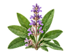 Sage