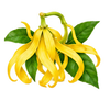 Ylang-Ylang